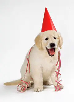 Streamer: Golden retriever Puppy DOG - Wearing party hat and streamer