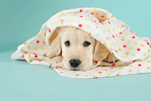 Polka: Golden Retriever Puppy lying with polka-dotted blanket