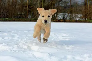 060222: Golden Retriever puppy running in the snow, 8 weeks