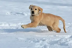 060222: Golden Retriever puppy running in the snow, 8 weeks