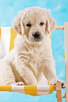 Deckchair: Golden Retriever puppy sitting on a deckchair