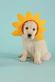Pedigre: Golden Retriever, puppy, sitting, with floral wreath