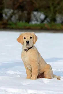 060222: Golden Retriever puppy sitting in the snow, 8 weeks
