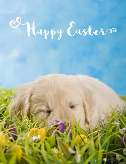220218: Golden Retriever puppy sleeping in a meadow with