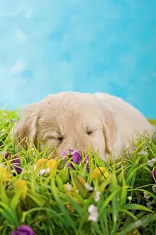 Napping: Golden Retriever puppy sleeping in a meadow