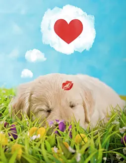Napping: Golden Retriever puppy sleeping in a meadow dreaming
