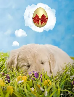 220218: Golden Retriever puppy sleeping in a meadow dreaming