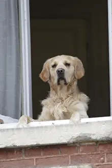 Windows: Golden Retriever putting his paws on the edge of a window