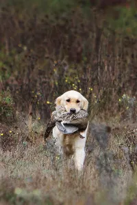 Returning: Golden Retriever reporting a Common Pheasant France