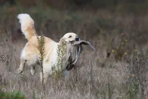 Returning: Golden Retriever reporting a Common Pheasant France