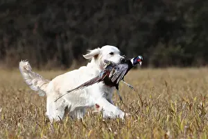 Returning: Golden Retriever reporting a Pheasan in a field France