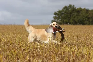 Returning: Golden Retriever reporting a Pheasan in a field France