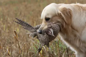 Returning: Golden Retriever reporting a Pheasan in a field France