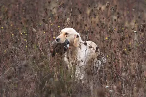Returning: Golden Retriever reporting a Red-legged Partridge France