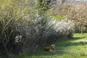 Mode: Golden retriever before a row of Blackthorn in spring