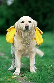 Helping: Golden Retriever - with rucksack