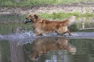 Hunted: Golden Retriever running in the water with a prey France