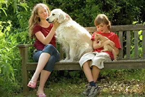 Stroking: Golden Retriever - sitting on bench with girl and