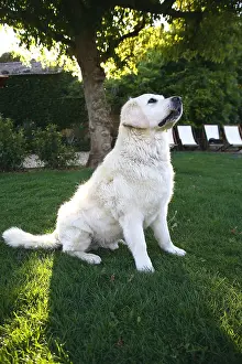Majestics: Golden Retriever sitting in a garden