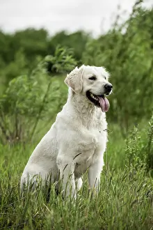 Underwat: Golden Retriever, sitting on grass