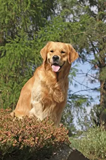 Erica: Golden Retriever sitting on a rock next to Erica