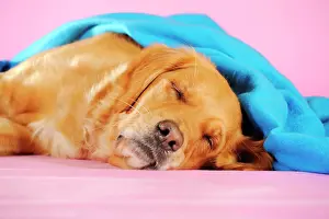 Blankets: Golden Retriever sleeping underneath a blue blanket
