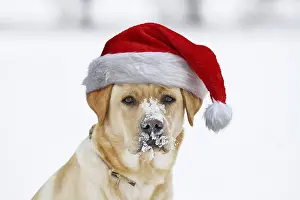 260319: Golden Retriever in the snow, portrait, wearing