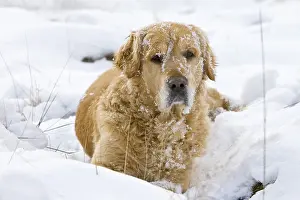 Atmospheres: Golden Retriever in the snow Provence France