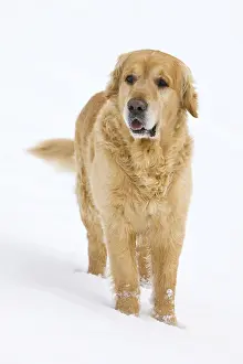 Raised: Golden Retriever in the snow Provence France