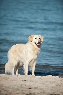 Wildlif: Golden Retriever standing on a beach