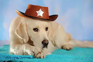 Headdress: Golden Retriever wearing a cowboy hat