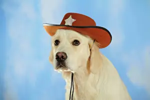 Headdress: Golden Retriever wearing a cowboy hat