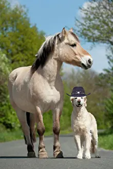 Everyday: Golden Retriever wearing a cowboy hat and a Fjord horse stan
