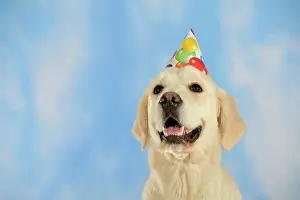 Celebrations: Golden Retriever wearing a party hat