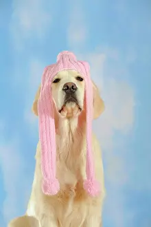 Scarf: Golden Retriever wearing a pink scarf on its head
