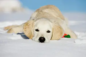 Singly: Golden Retriever, young dog lying in the snow, northern