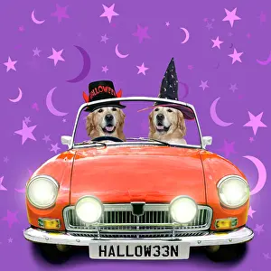 220522: Two Golden Retrievers driving an orange sports car in hallow