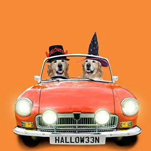 220522: Two Golden Retrievers driving an orange sports car in hallow
