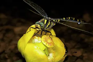 Ake Lindau: Golden-ringed Dragonfly