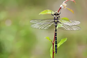 Cordulegaster: Golden Ringed Dragonfly