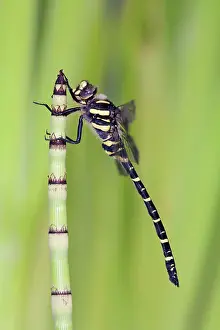 Cordulegaster: Golden Ringed Dragonfly