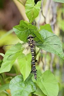 Cordulegaster: Golden Ringed Dragonfly