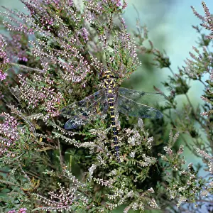 Cordulegaster: Golden-ringed Dragonfly