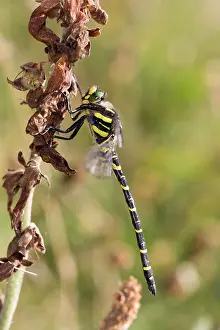 Cordulegaster: Golden Ringed Dragonfly