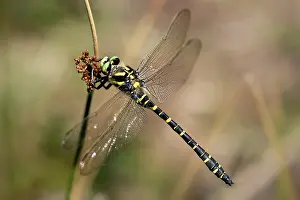 Moors: Golden-ringed Dragonfly