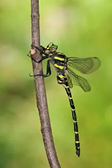Cordulegaster: Golden-ringed Dragonfly on branch