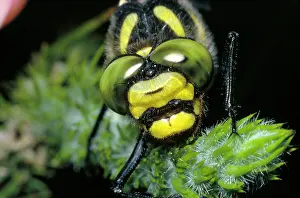 Cordulegaster: Golden-ringed DRAGONFLY - close-up of head