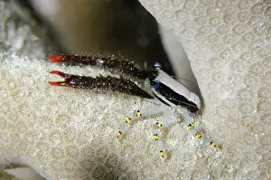 Lobster: Golden Rings Squat Lobster on coral - night dive - NusaBay M