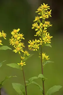 Solidago: Golden-rod