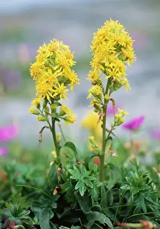Solidago: Golden Rod - on Limestone pavement